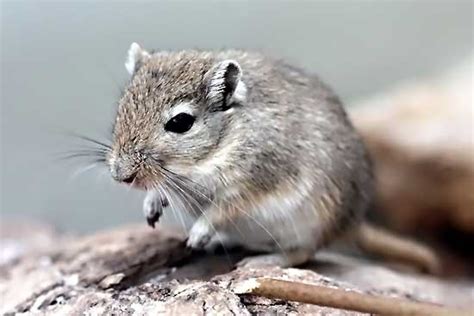 Description blue gerbils, characterization and photo