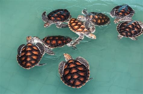 Terrapin vs Turtle: The Differences Explained | Pet Keen