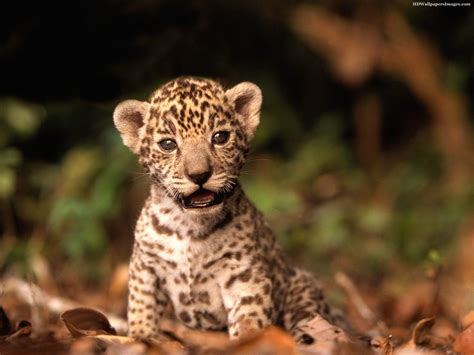 Baby Jaguar Wallpapers - Top Free Baby Jaguar Backgrounds - WallpaperAccess