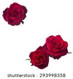 Red And Yellow Rose Bud Free Stock Photo - Public Domain Pictures
