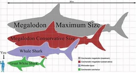 Megalodon: A shark to be feared – The Mercury News