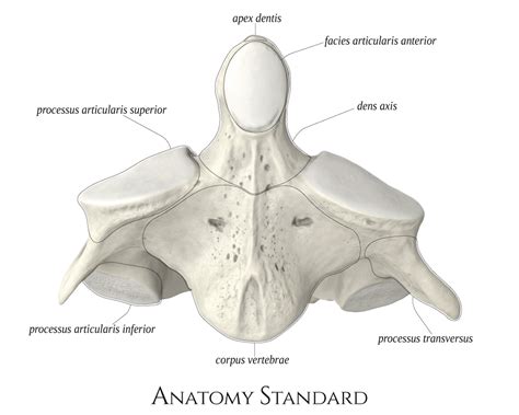 Anatomy Standard - Drawing Axis: anterior aspect - Latin labels | AnatomyTOOL