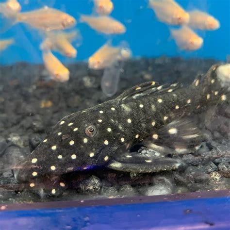 Vampire pleco 4" for sale - Exotic Fish Shop - 774-400-4598