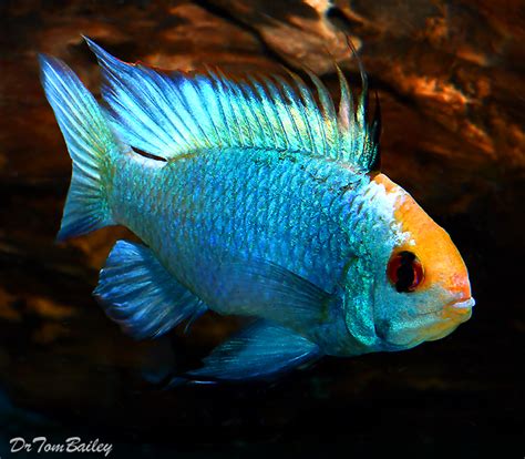 Premium Electric Blue Ram Cichlid, 1" to 1.5" long