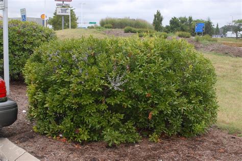 Myrica pensylvanica (Bayberry, Candleberry, Northern Bayberry, Swamp ...