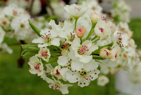 My Blooming Bradford Pear | Bradford pear, Bloom, Flowers