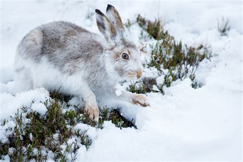 Darley Dale Wildlife: Mountain Hare in the snow