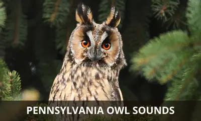 Pennsylvania owl sounds – Global Birding Initiative