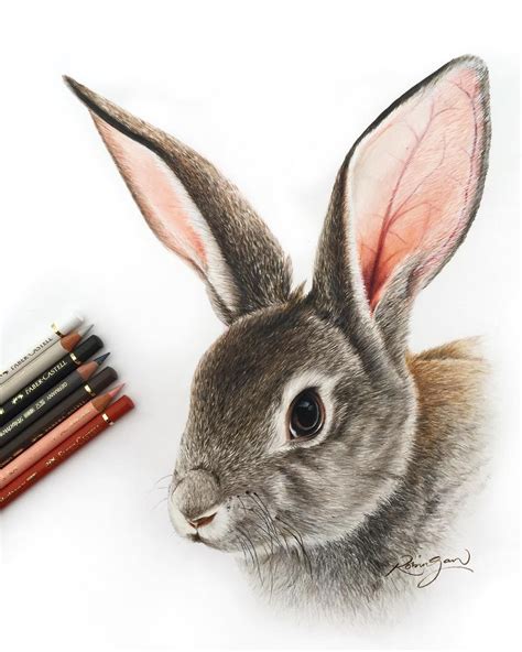 Cute Rabbit Drawing Realistic - Bunny Drawing