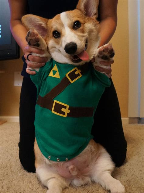 Pet Parade: 50 Ridiculously Adorable Animals in Costume | Animals in ...