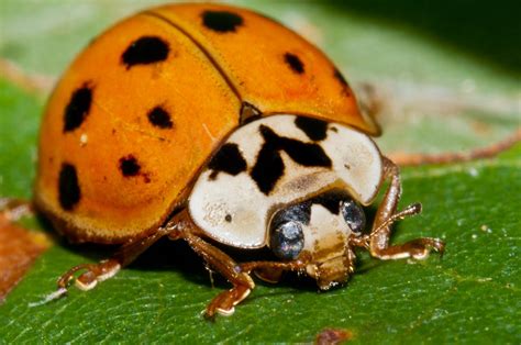 How to Get Rid of Asian Lady Beetles - Online Pest Control