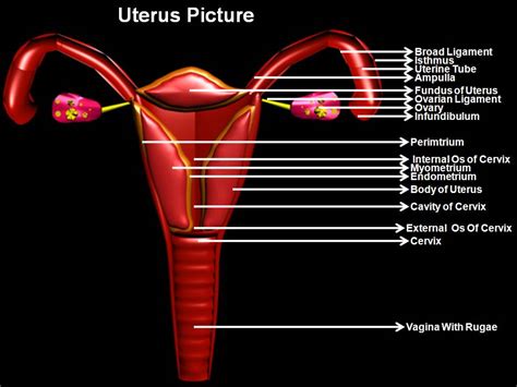 Subhaditya InfoWorld: Human Female Reproductive Organs and Process of ...