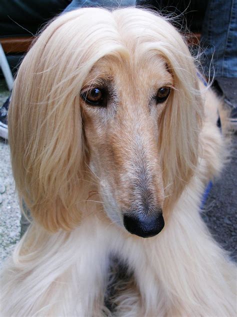 Afghan Hound Pictures | Top Dog Directory