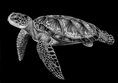 Detailed Animal Drawings Using Only Ink » TwistedSifter