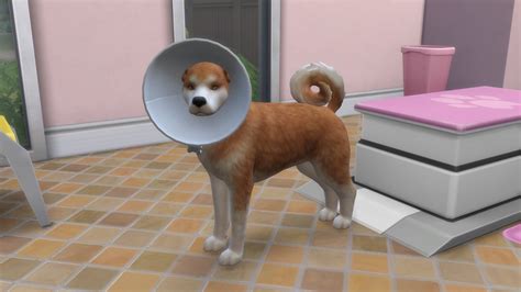 Sims 4 cat and dog release date - muslievil