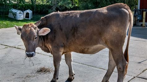 Brown Swiss - Milwaukee County Zoo