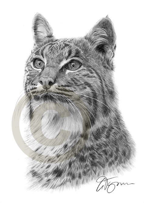 Bobcat Pencil Drawing Print Big Cat Art Artwork Signed by Artist Gary Tymon Ltd Ed 50 Prints ...