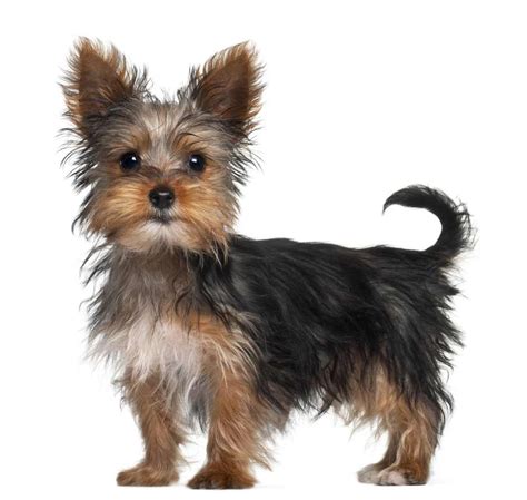 Yorkshire Terrier Dog Breed » Information, Pictures, & More