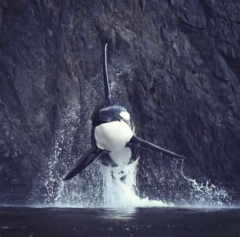 🔥 Flying Orca 🔥 : r/NatureIsFuckingLit