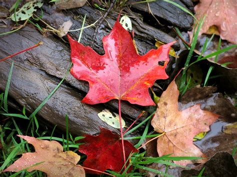 2020 Fall Foliage Peak Map: When Leaves Are Best In Wisconsin | Across Wisconsin, WI Patch