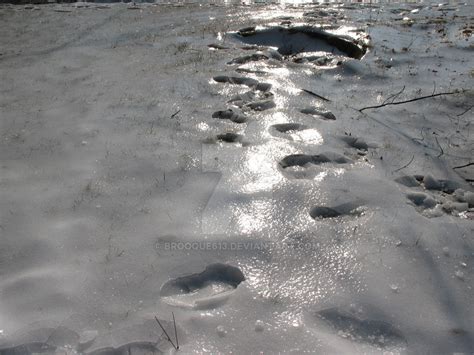 Footprints In The Snow... by Brooque613 on DeviantArt