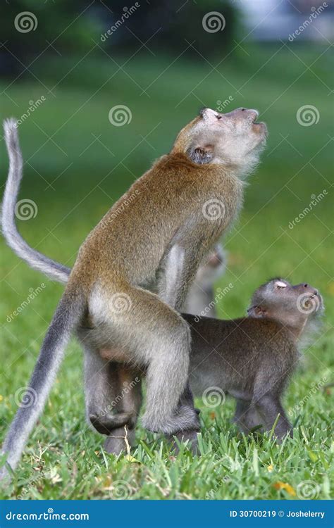 Monkey mating 1 stock image. Image of mating, crawl, life - 30700219