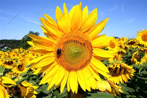 Bestellen - Sonnenblumenfeld (Helianthus annuus) Bild - Bildagentur