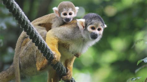 La Vallée des Singes – open-air monkey park | The French Atlantic Coast