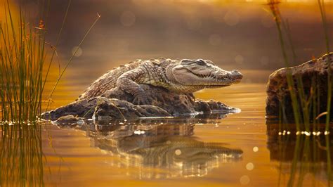 Crocodile Is Standing On Rock HD Animals Wallpapers | HD Wallpapers ...