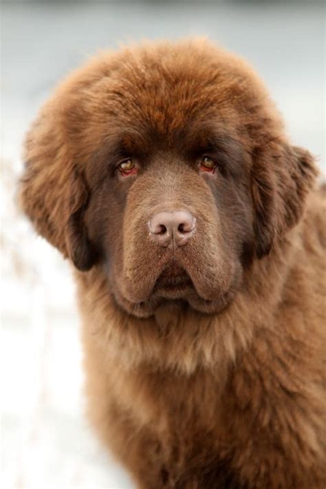 Brown Newfoundland | Newfoundland dog, Cute animals, Newfoundland puppies