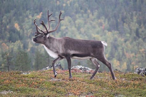 15 Wild Animals in Finland [Wildlife in Finland] - Kevmrc