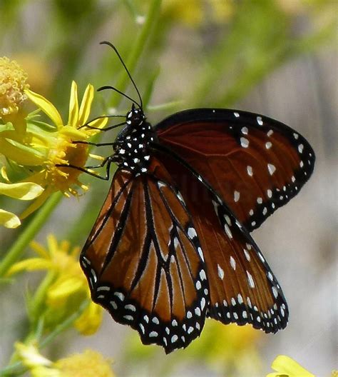 Butterweed Queen Butterfly | California plants, Butterfly garden plants ...