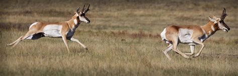 Private and Public Land California Pronghorn Hunting