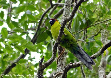 A.W.Birder: Always on the lookout for fine birds...: New Caledonian Endemic Birds