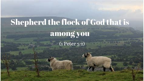 Shepherd the flock of God that is among you. - David Maby