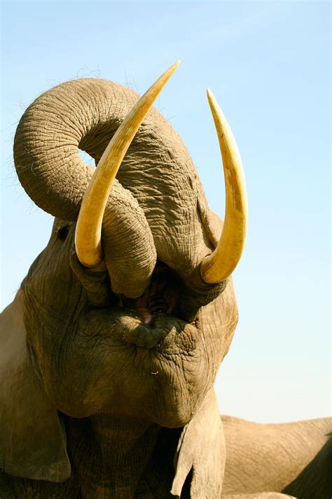 Curious Kids: why do elephants have tusks?