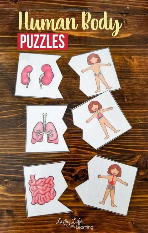 Human Body Puzzles - Homeschool Printables for Free