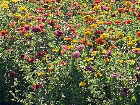 Colorado flower field Photograph by Terry Linkemer - Fine Art America