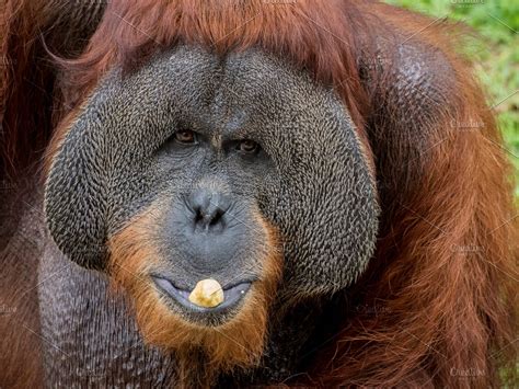 Close up portrait of Orangutan eating banana | High-Quality Animal Stock Photos ~ Creative Market