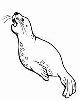 Seal Coloring Pages Free Printable PDF sketch template
