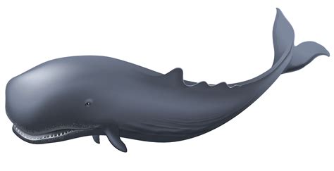 Whale PNG Transparent HD Photo - PNG All | PNG All