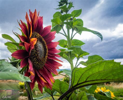 Girasol de colores Imagen & Foto | plantas, flores, skun Fotos de ...