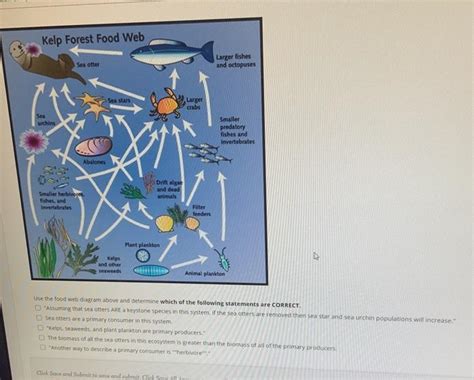 Solved Kelp Forest Food Web Larger fishes Sea otter and | Chegg.com