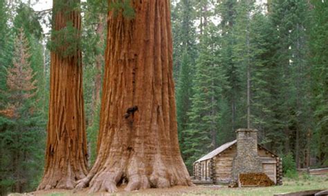 Yosemite Giant Sequoias: Mariposa, Merced, Tuolumne Groves - AllTrips