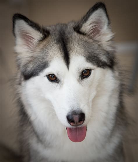 73+ Droll Siberian Husky Angry Face Picture - Codepromos