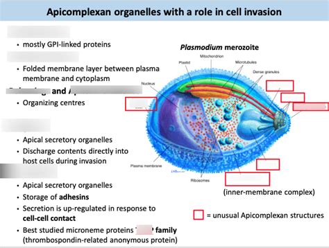 Diagram of 2. Intracellularity - Apicomplexa Structure | Quizlet