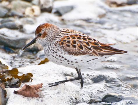 Western Sandpiper - Calidris mauri - NatureWorks