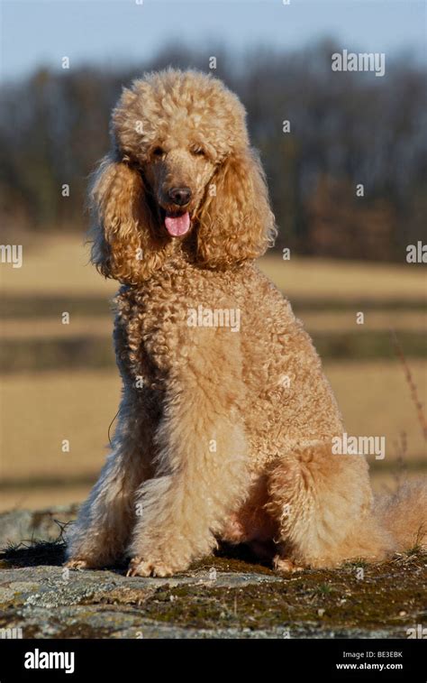 Sitting large poodle, giant poodle Stock Photo - Alamy