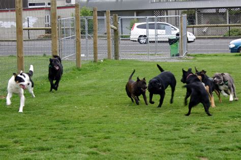 Invercargill Dog Park Group