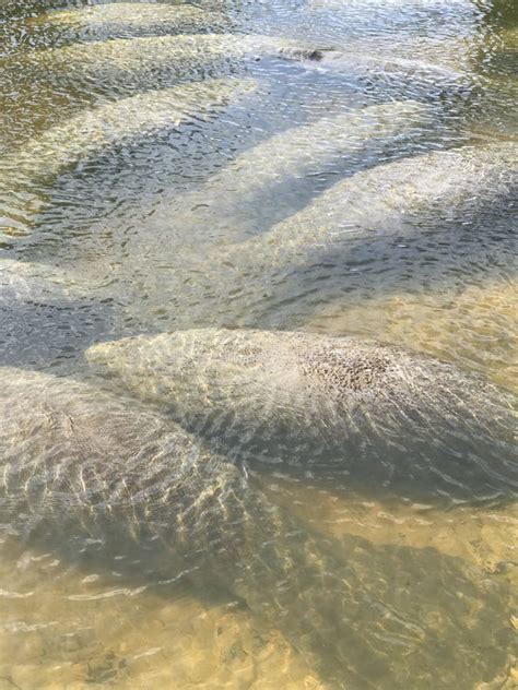 Manatees are Wonderful Mammals and Often Come To the Shore when it Gets Cold in Florida Stock ...